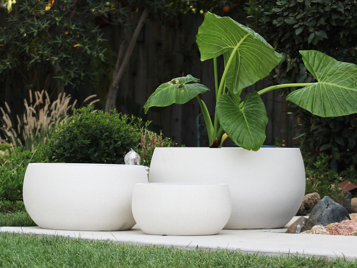 MAPLE BOWL PLANTER