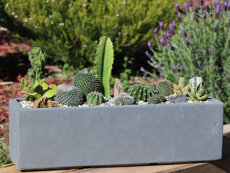 Red hood Table Box By Plantatorem