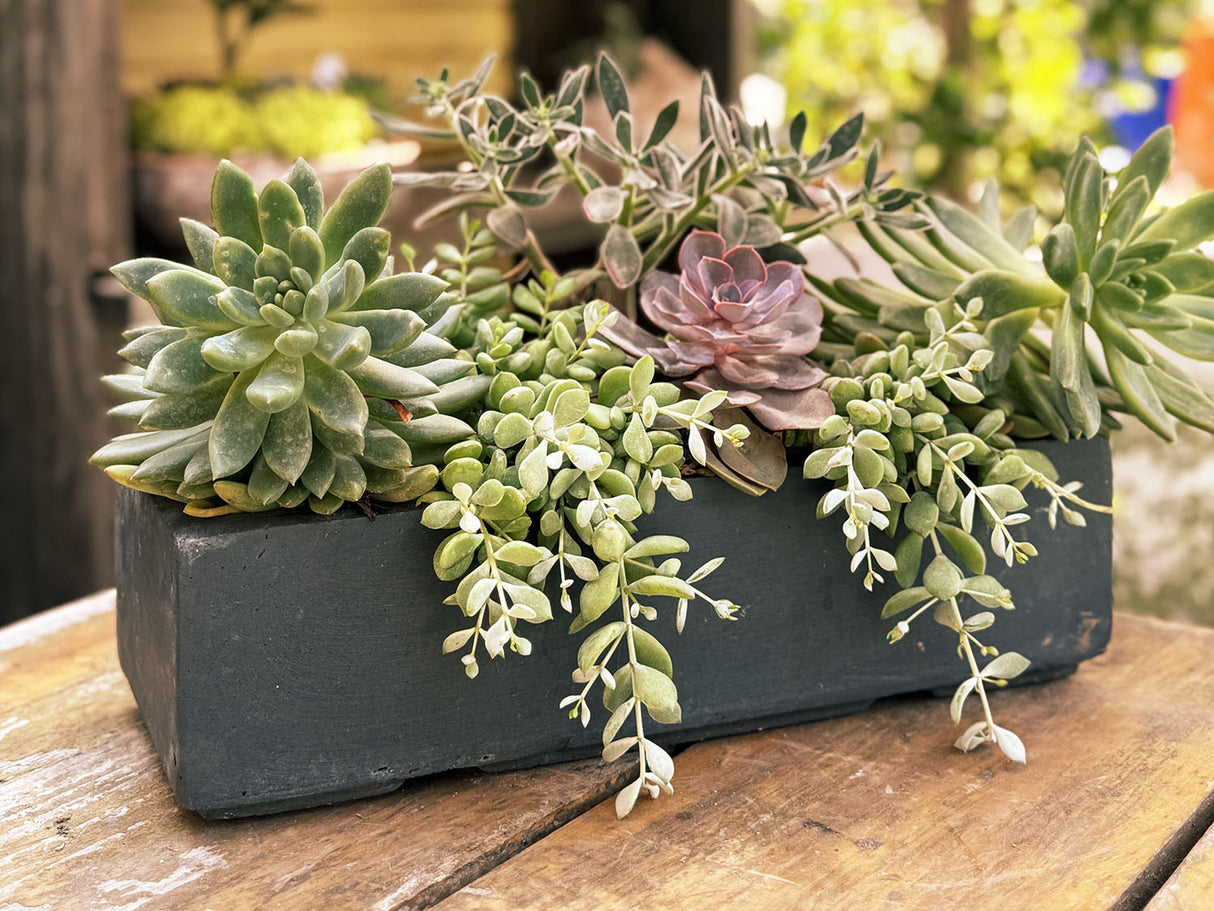 Red hood Table Box By Plantatorem