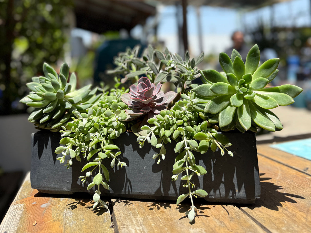 Red hood Table Box By Plantatorem