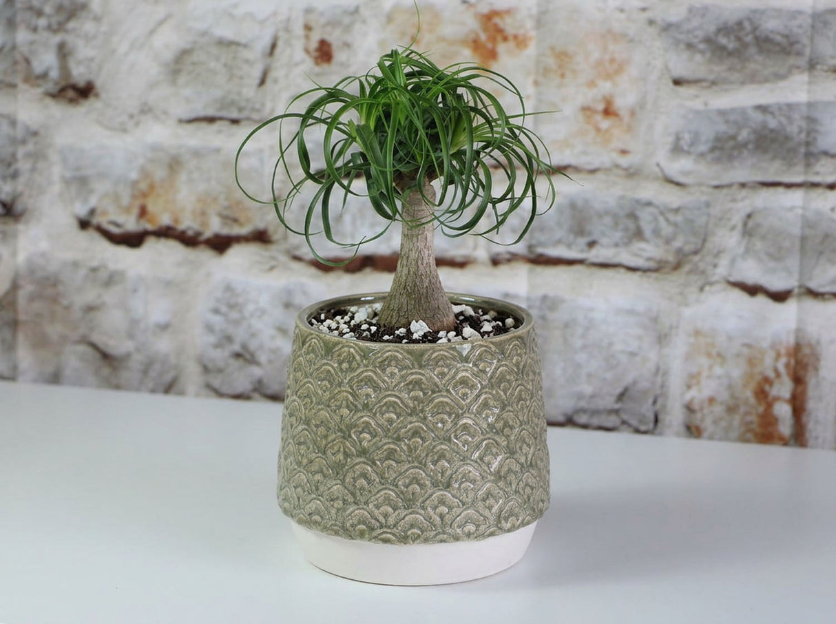 Petal Planter Cup