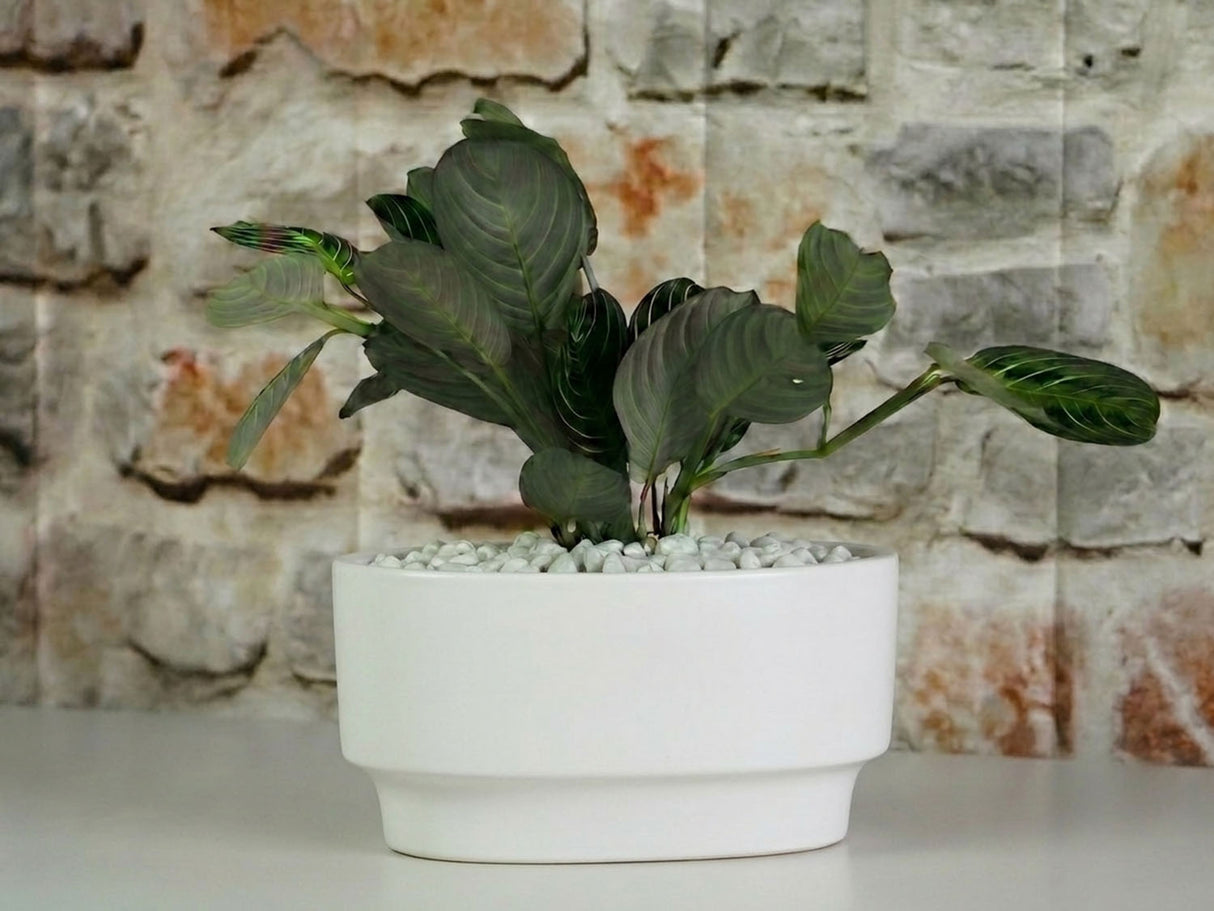 Art Decor Oval Planter By Plantatorem