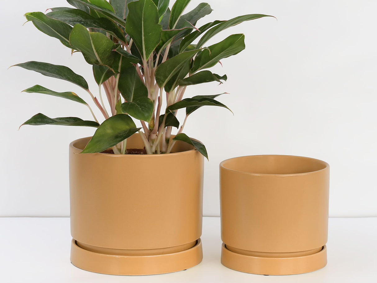 Carmel Attached Saucers Planters