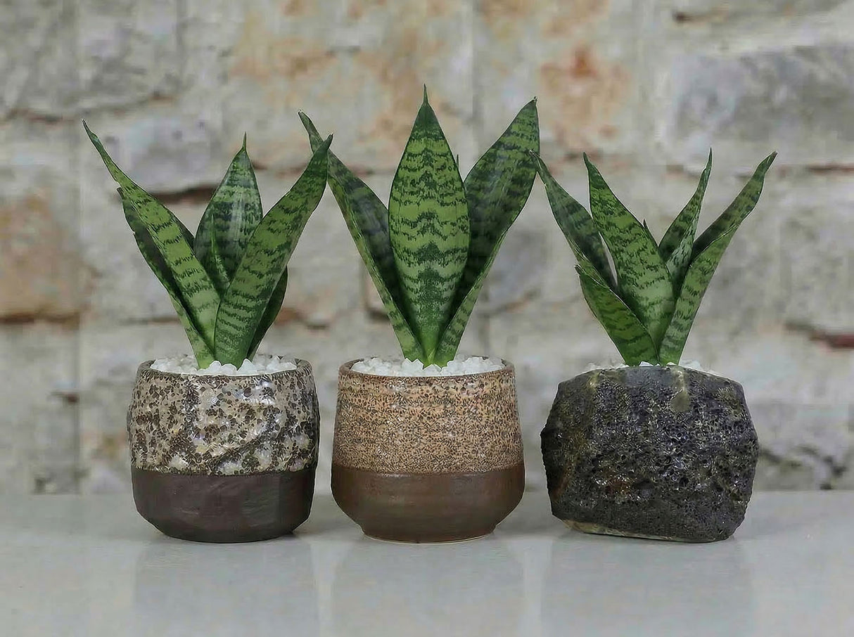 Lula's Mix Succulent Cups