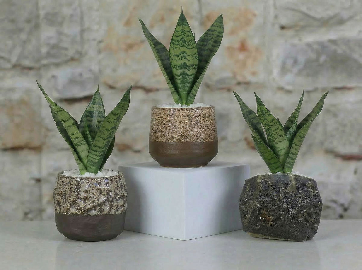 Lula's Mix Succulent Cups