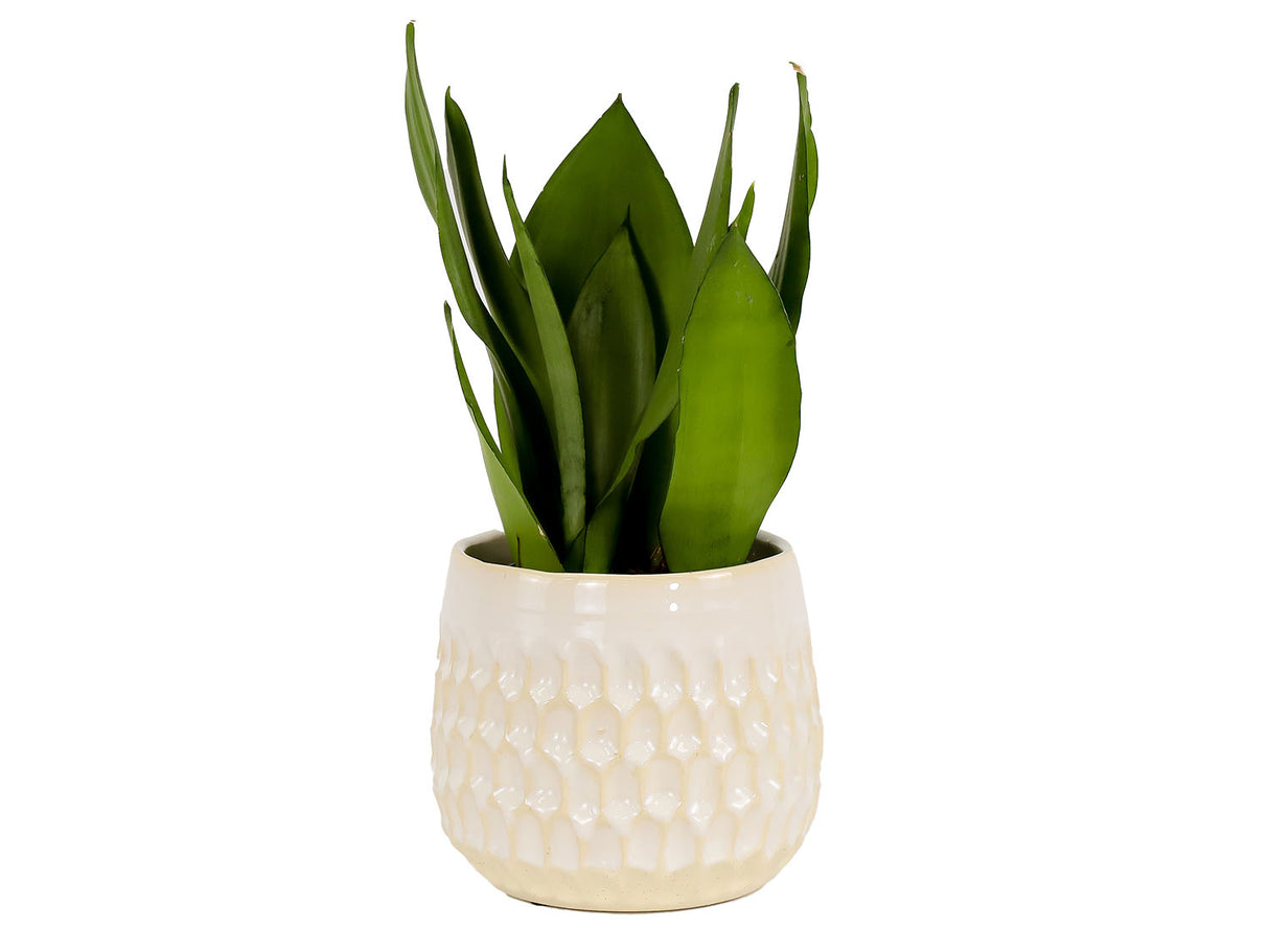 Cambria Planters