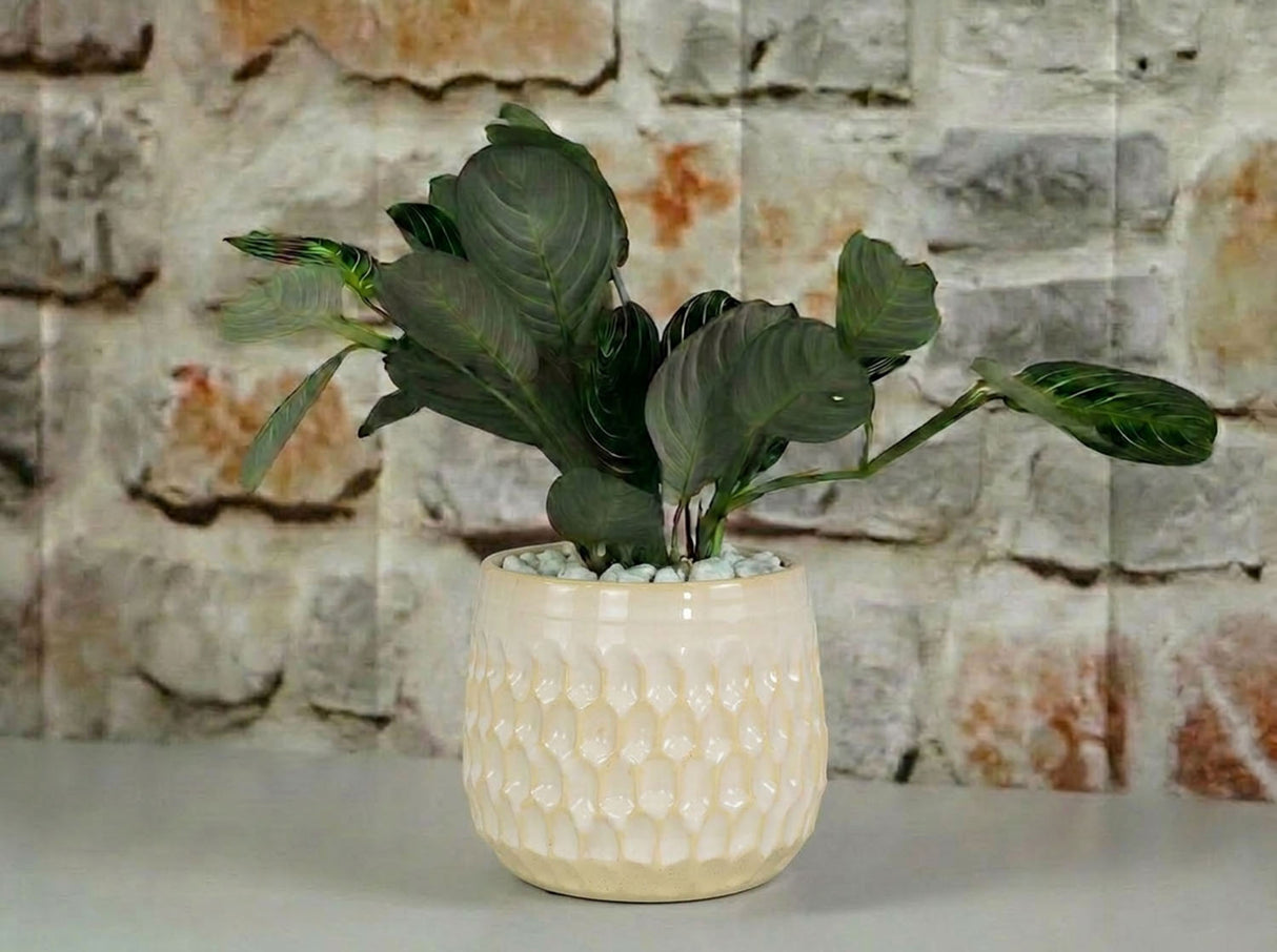 Cambria Planters