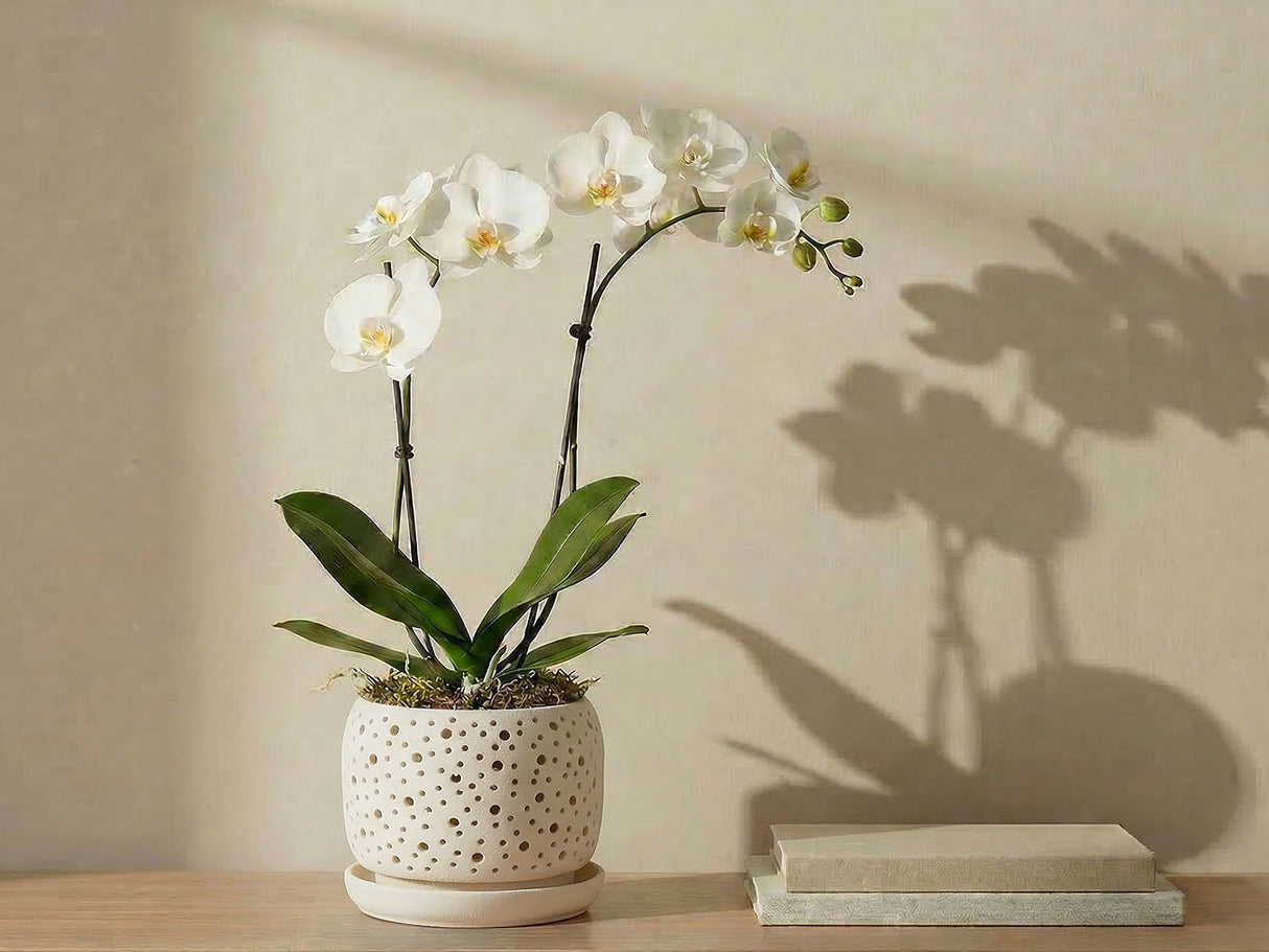 Rain Drop Orchid Planter-Sand By Plantatorem