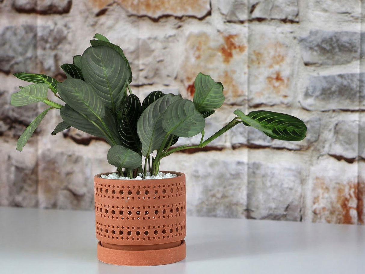 Moon Gate Orchid Planter with Attached Saucer - Sand By Plantatorem