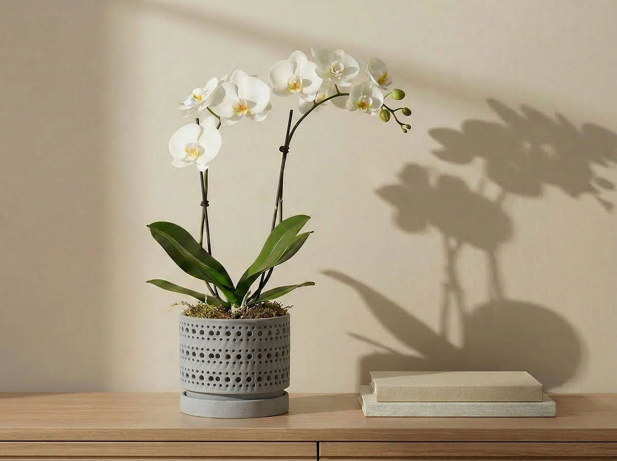 Moon Gate Orchid Planter with Attached Saucer - Sand By Plantatorem