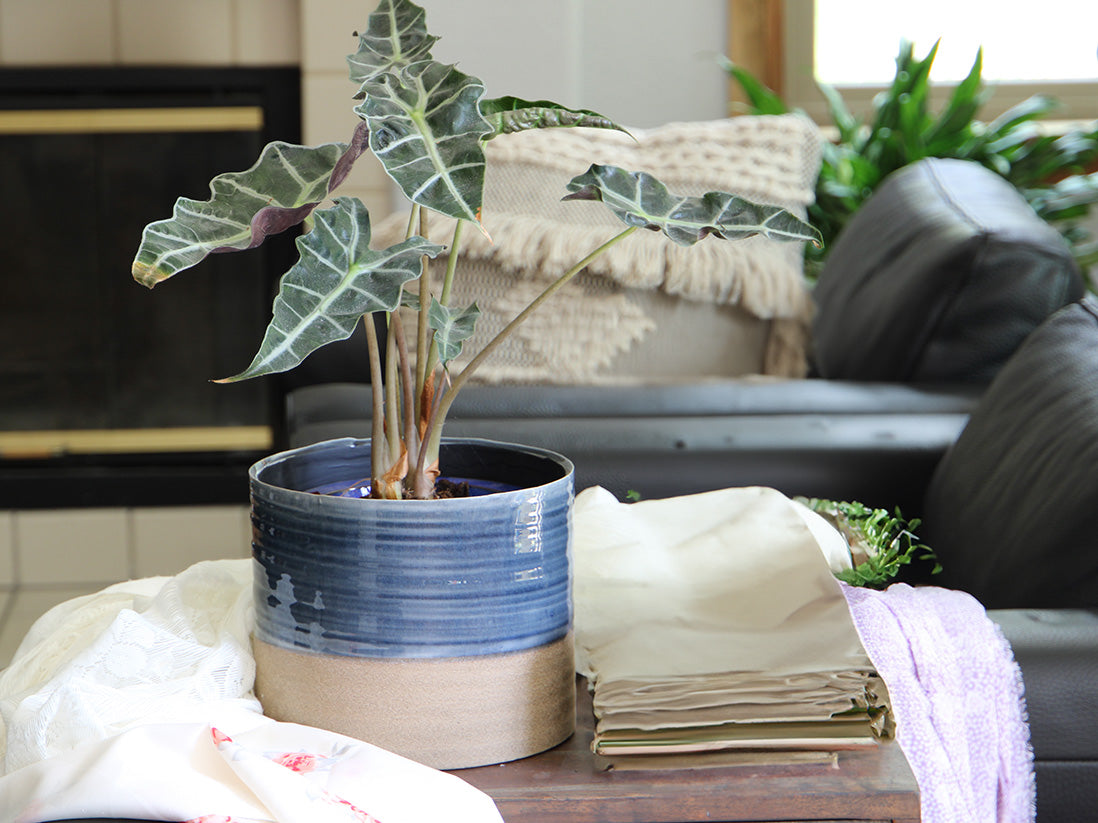 Jewel Mug Planter By Plantatorem