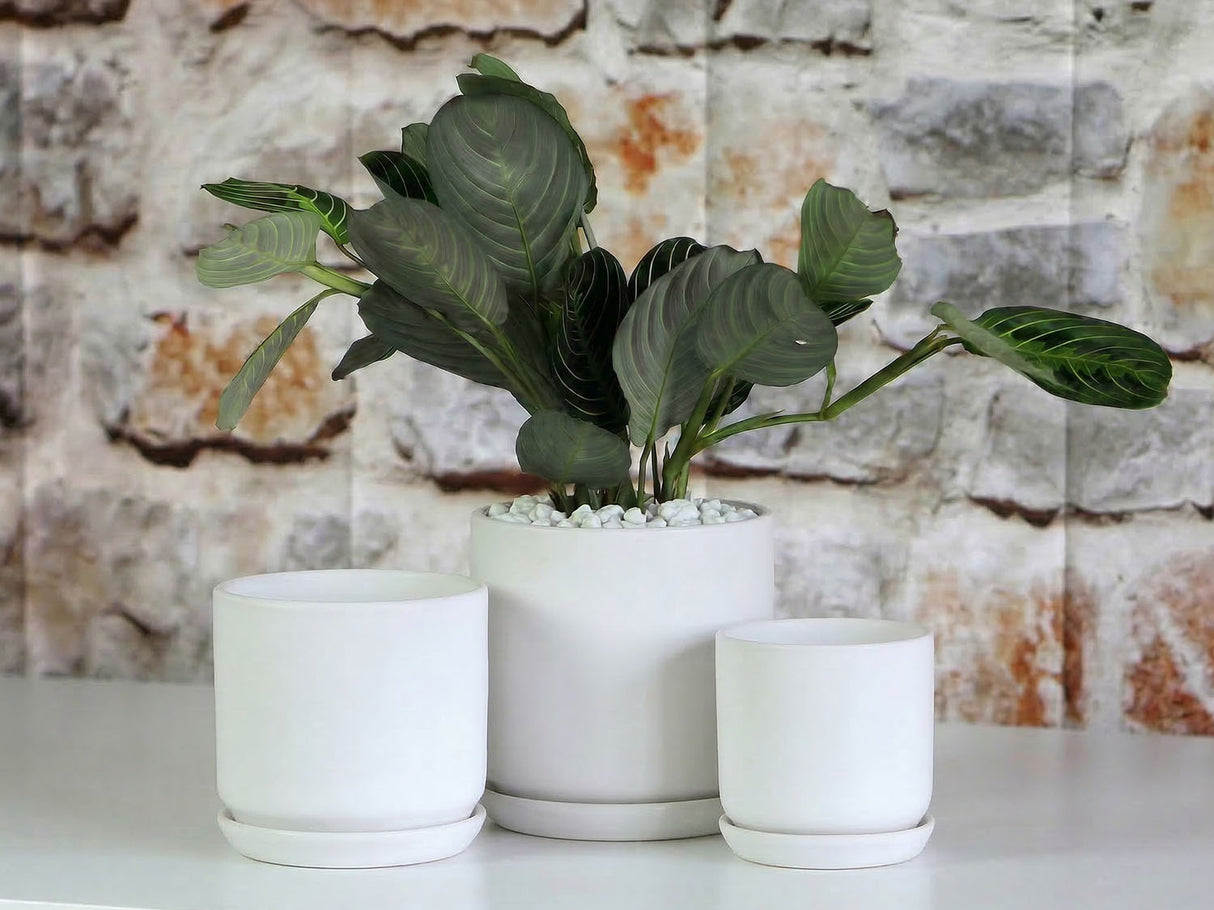 Cylinder with Attached Saucer- 7.0" x 6.5" By Plantatorem