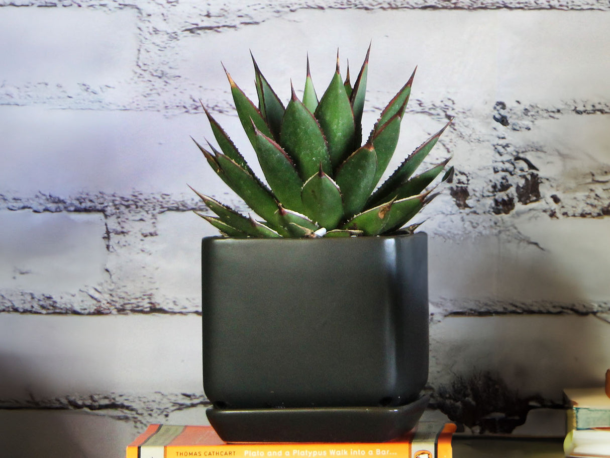 Cube with Attached Saucer- 5.5" x 5.0" By Plantatorem