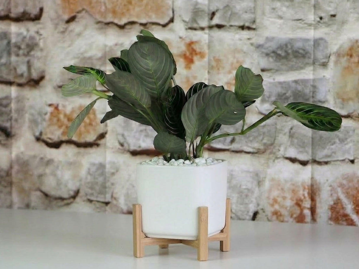 Cube with Attached Saucer- 5.5" x 5.0" By Plantatorem