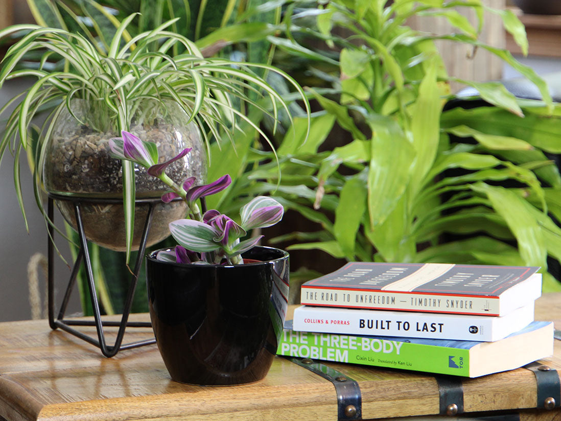 Peace Lily Cache Pot- 8.5" x 7.5" By Plantatorem