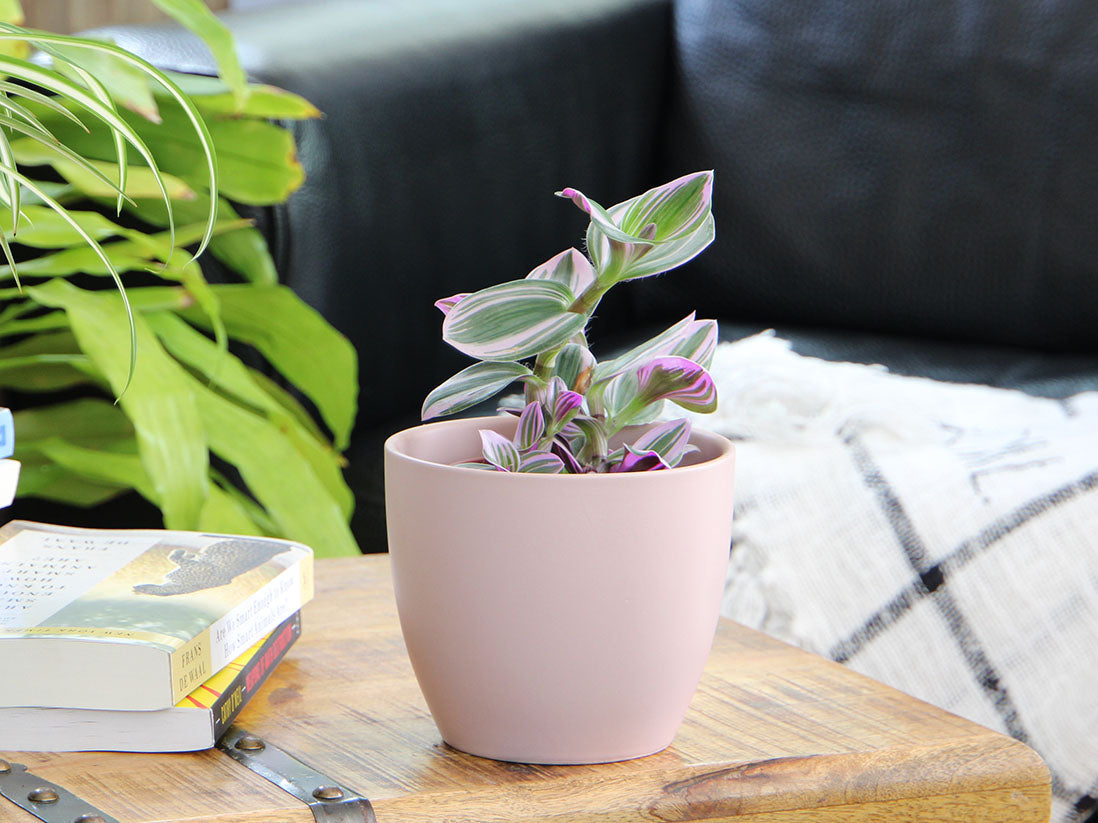 Peace Lily Cache Pot- 8.5" x 7.5" By Plantatorem