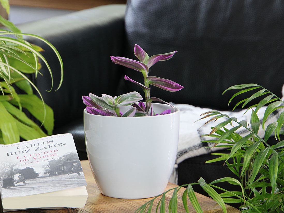 Peace Lily Cache Pot- 7.5" x 6.5" By Plantatorem