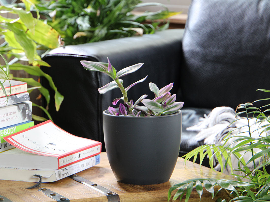 Peace Lily Cache Pot- 8.5" x 7.5" By Plantatorem