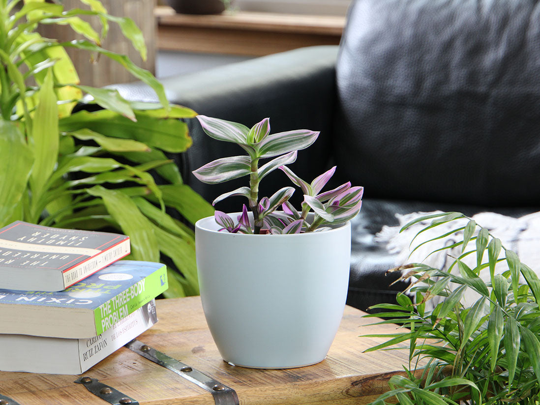 Peace Lily Cache Pot- 8.5" x 7.5" By Plantatorem