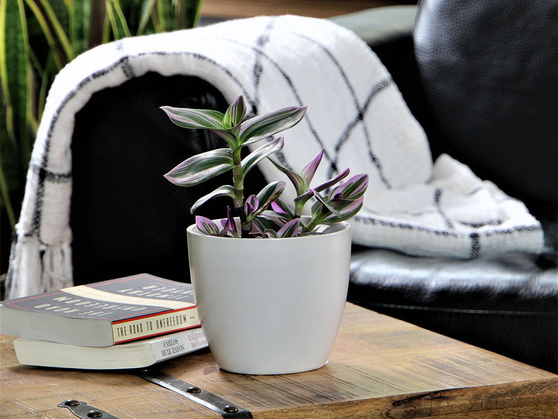 Peace Lily Cache Pot 10.0" D x 8.5" H By Plantatorem