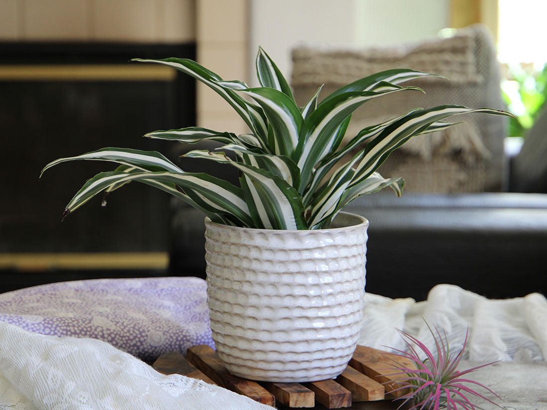 Honeycomb Planter- 6.5" x 5.5" By Plantatorem