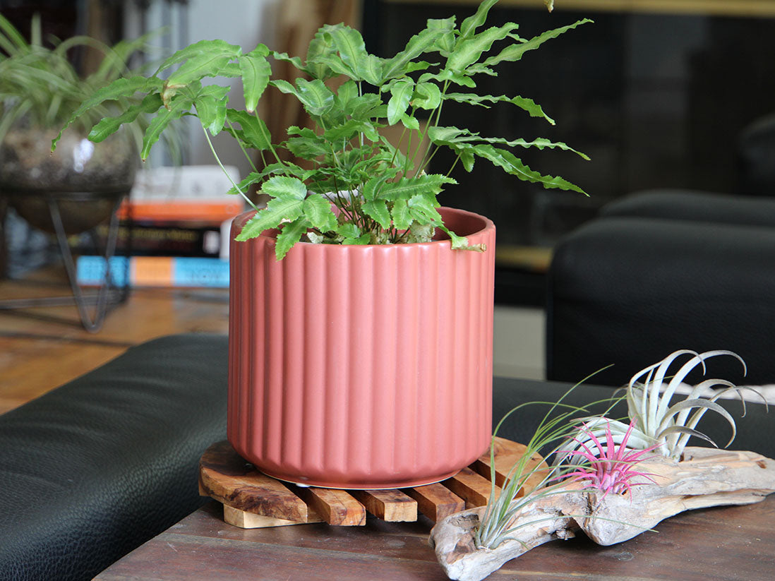 Brush Comb Planter- 6.5" x 6.5" By Plantatorem