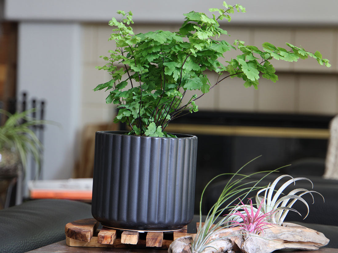 Brush Comb Planter- 6.5" x 6.5" By Plantatorem