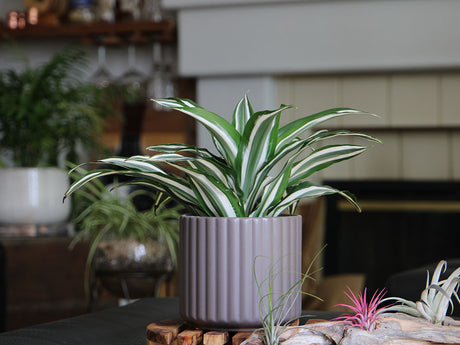 Brush Comb Planter- 6.5" x 6.5" By Plantatorem