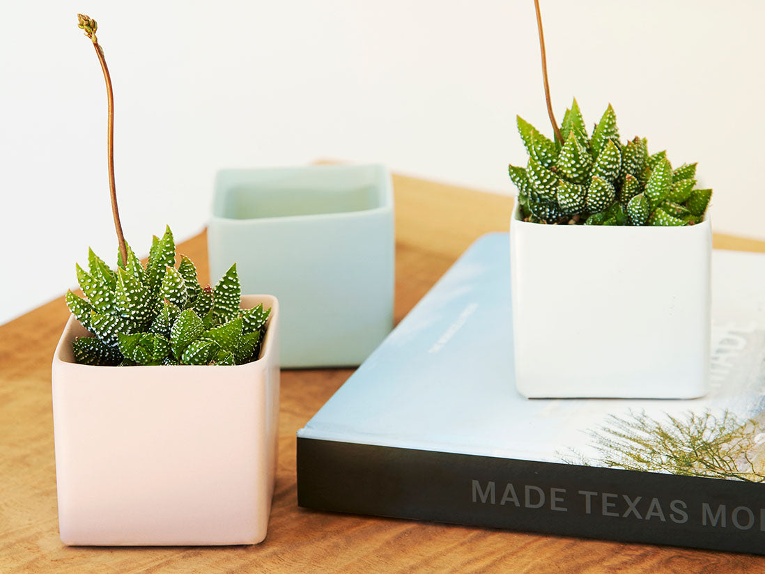 Cube Cache Pot - 4.5" x 3.5" By Plantatorem