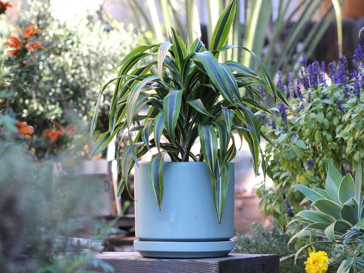 Mid Modern Planter With Detached Saucer "10.0" D x 9.0" H" By Plantatorem