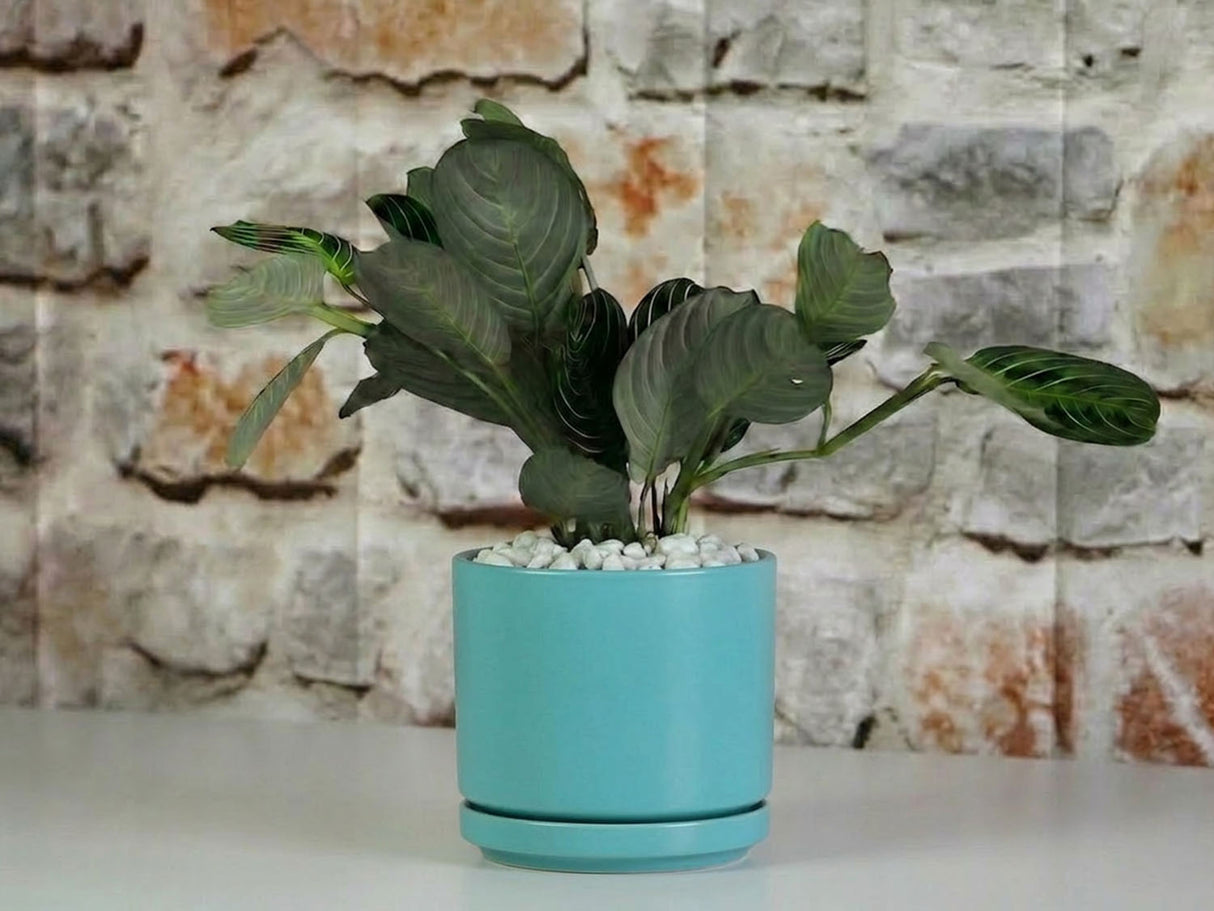 Mid Modern Planter With Detached Saucer "14.0" D x 12.0" H" By Plantatorem