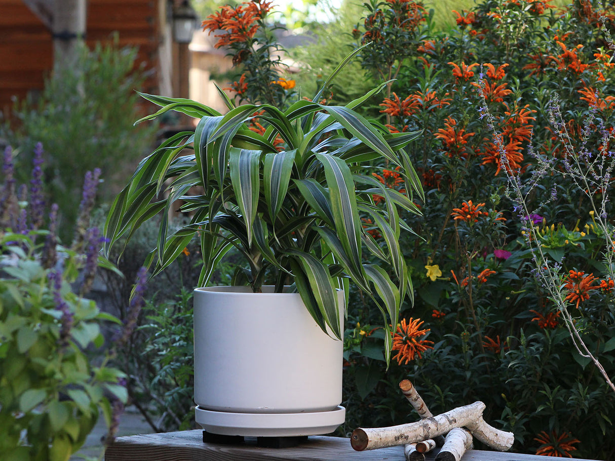 Mid Modern Planter With Detached Saucer "14.0" D x 12.0" H" By Plantatorem