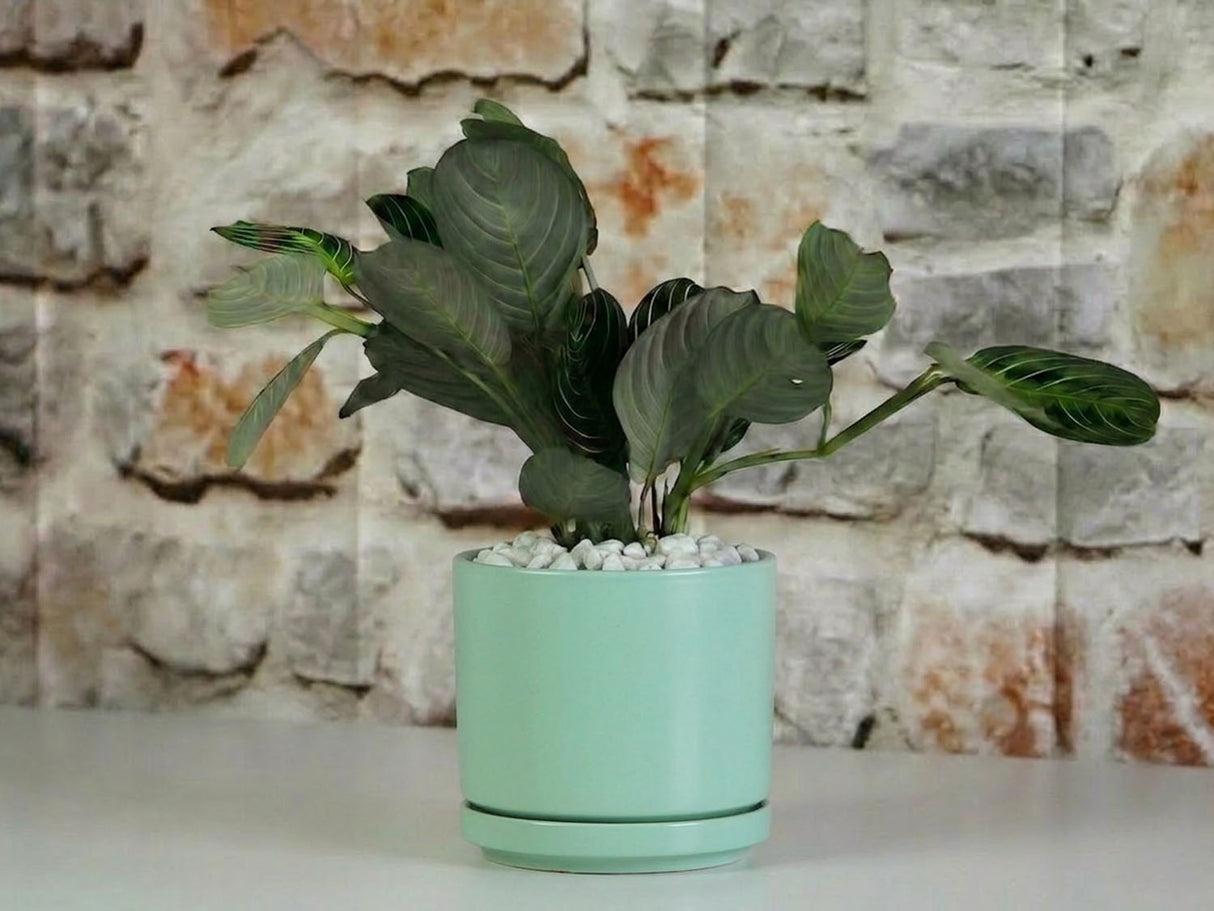 Mid Modern Planter With Detached Saucer "14.0" D x 12.0" H" By Plantatorem
