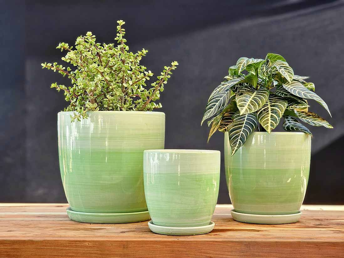 Daffodil Planter By Plantatorem