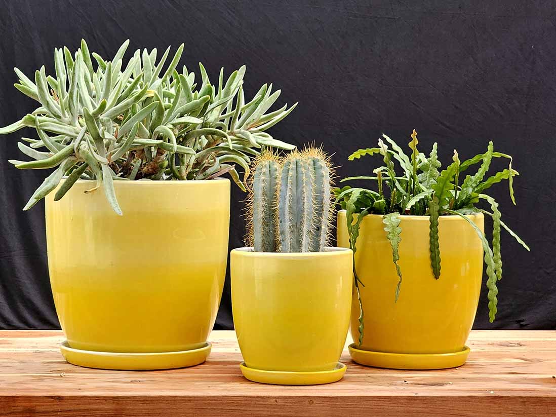 Daffodil Planter By Plantatorem