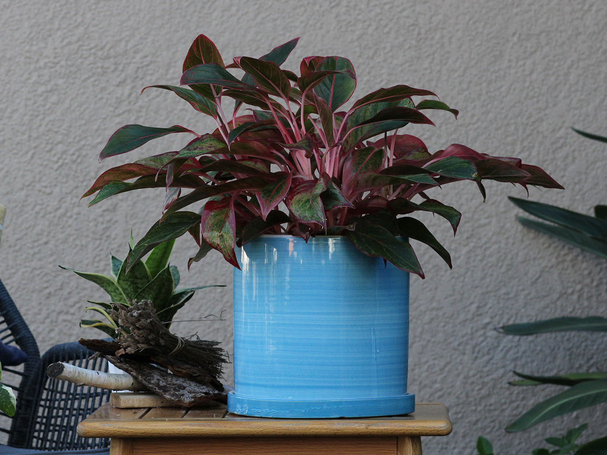 Cylinder Ombre Planter By Plantatorem