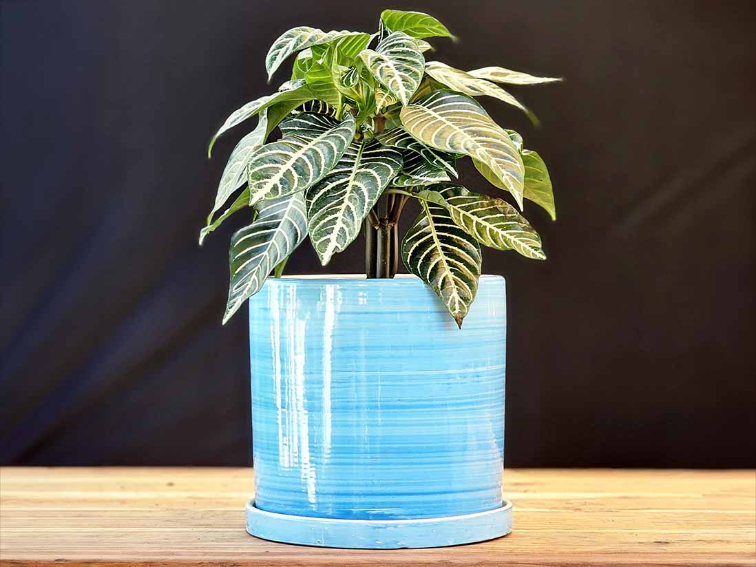 Cylinder Ombre Planter By Plantatorem