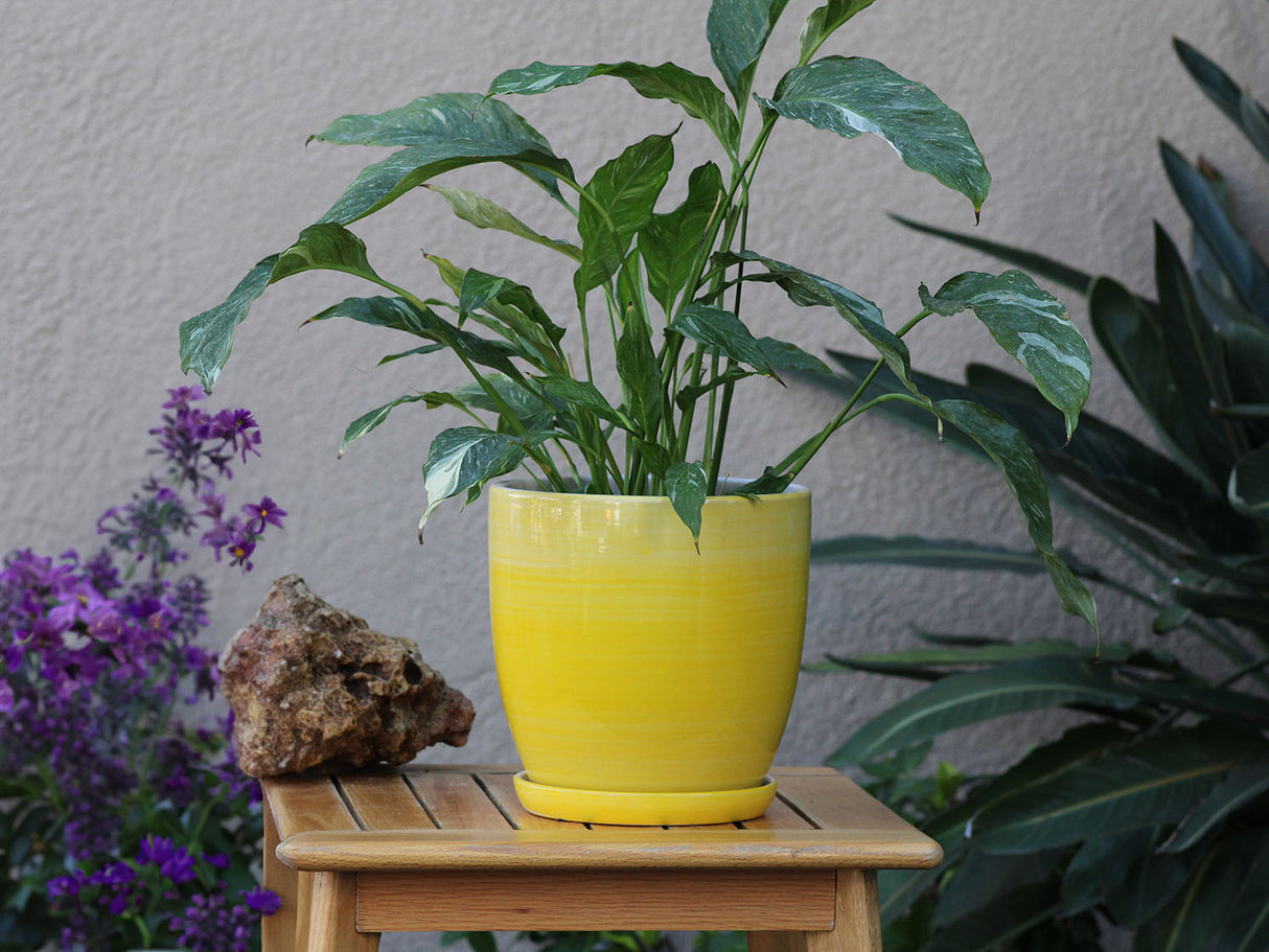 Daffodil Planter By Plantatorem