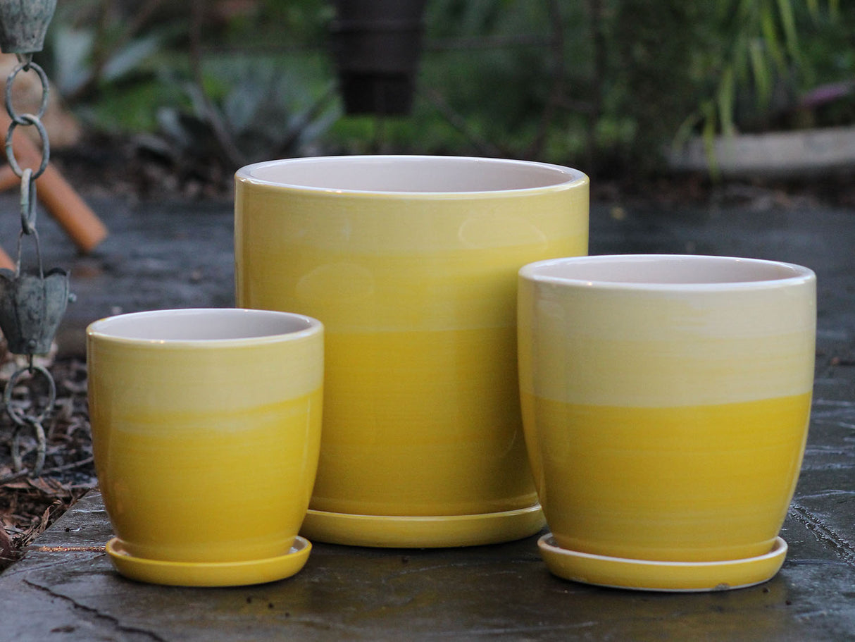 Daffodil Planter By Plantatorem