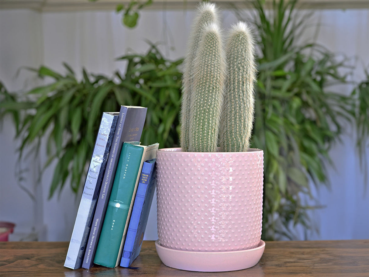 Dotted Cylinder Planter With Attached Saucer