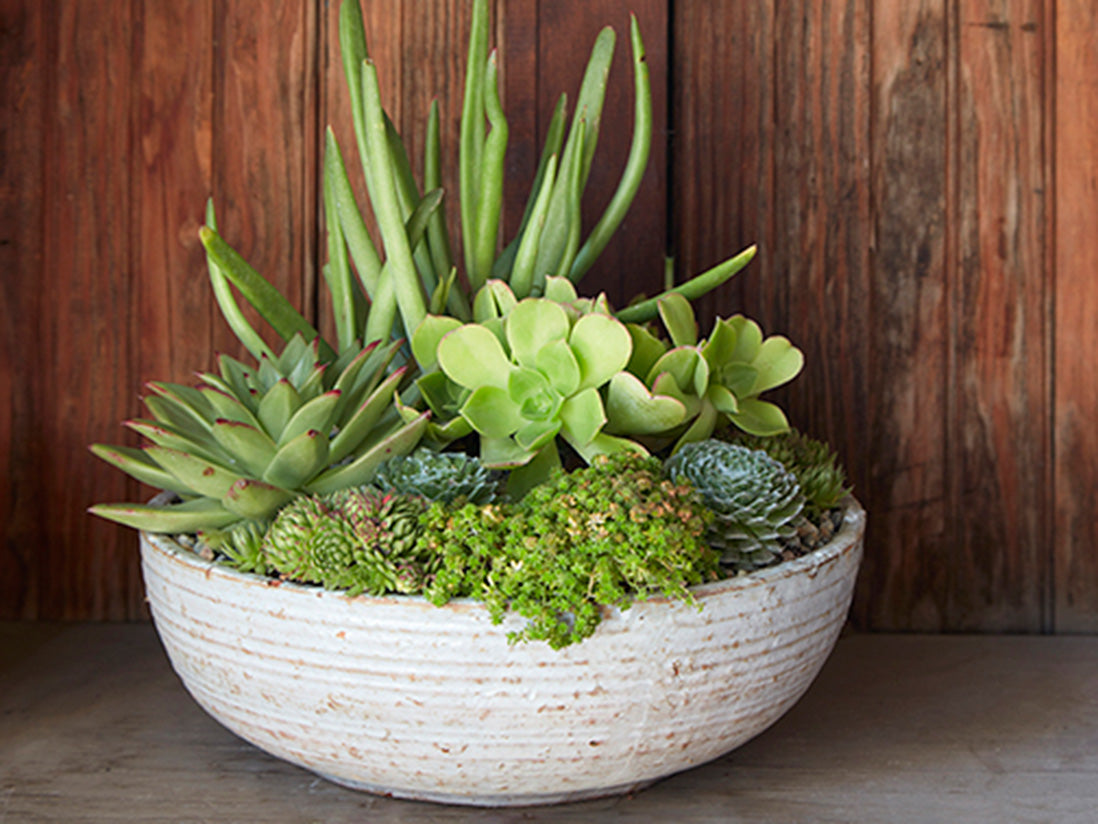 Hand Thrown Bowl-Set of 3 By Plantatorem