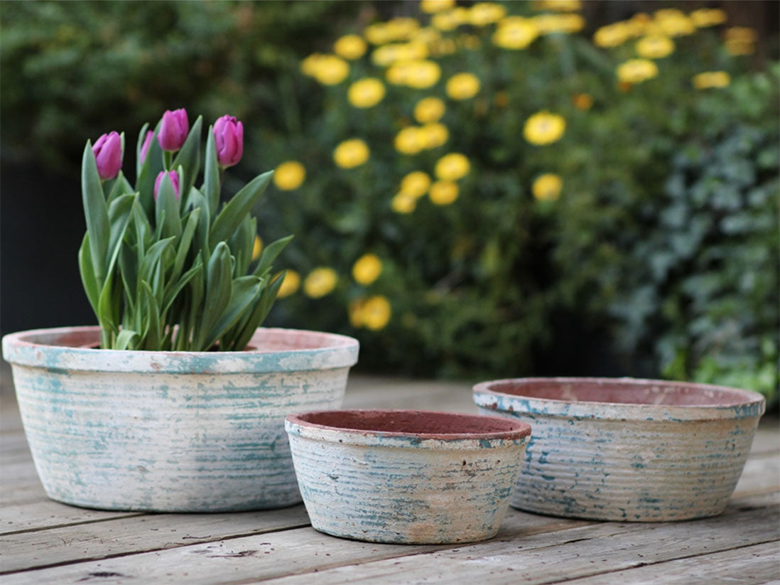 Hand Thrown English Tumbled Pots Low- Set of 3 By Plantatorem