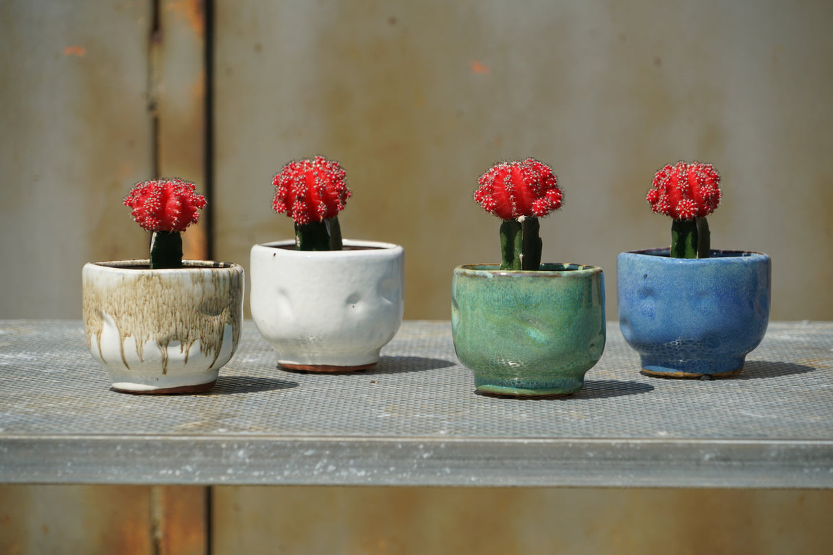 Finger Succulent Baby Cups 3.5" X 3.0"