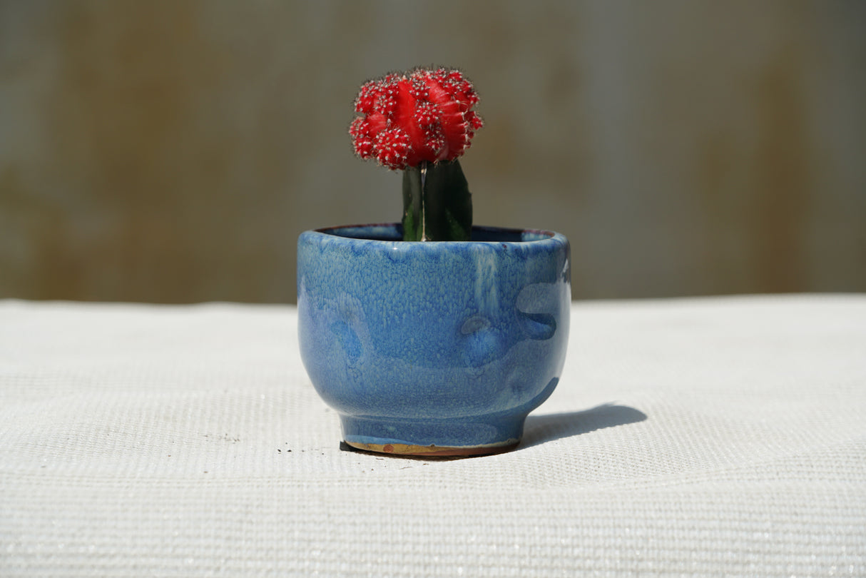 Finger Succulent Baby Cups 3.5" X 3.0"