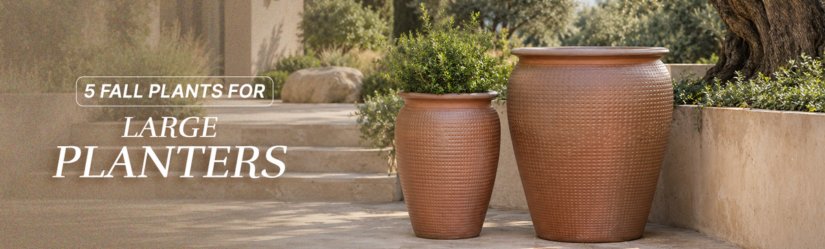 5 Best Fall Plants That Look Great in Large Outdoor Planters