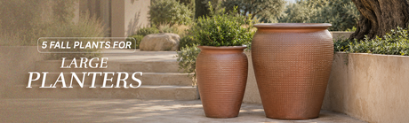 5 Best Fall Plants That Look Great in Large Outdoor Planters
