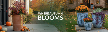 How to Style Planters for the Autumn Season