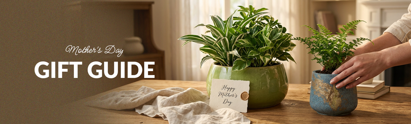 Why Planters Are the Best Mother's Day Gifts for 2026