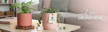 Valentine’s Day Gift Ideas for Plant Lovers: 6 Thoughtful, Beautiful Picks