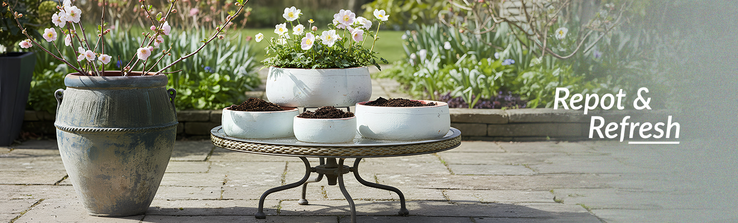 Winter-to-Spring Transition: When to Repot Your Plants